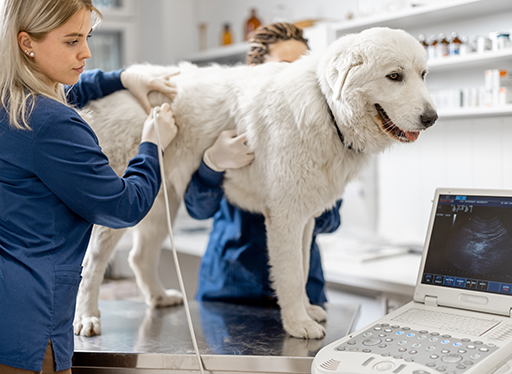 Een persoon poetst de tanden van een kleine witte en bruine hond met een rode tandenborstel.