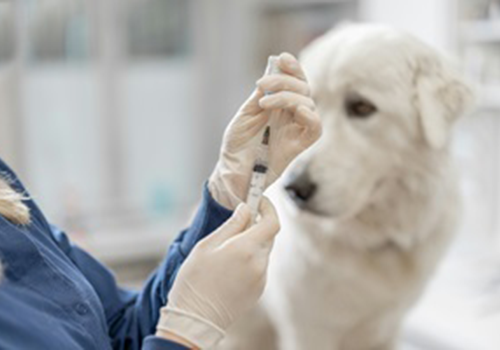 Een persoon poetst de tanden van een kleine witte en bruine hond met een rode tandenborstel.